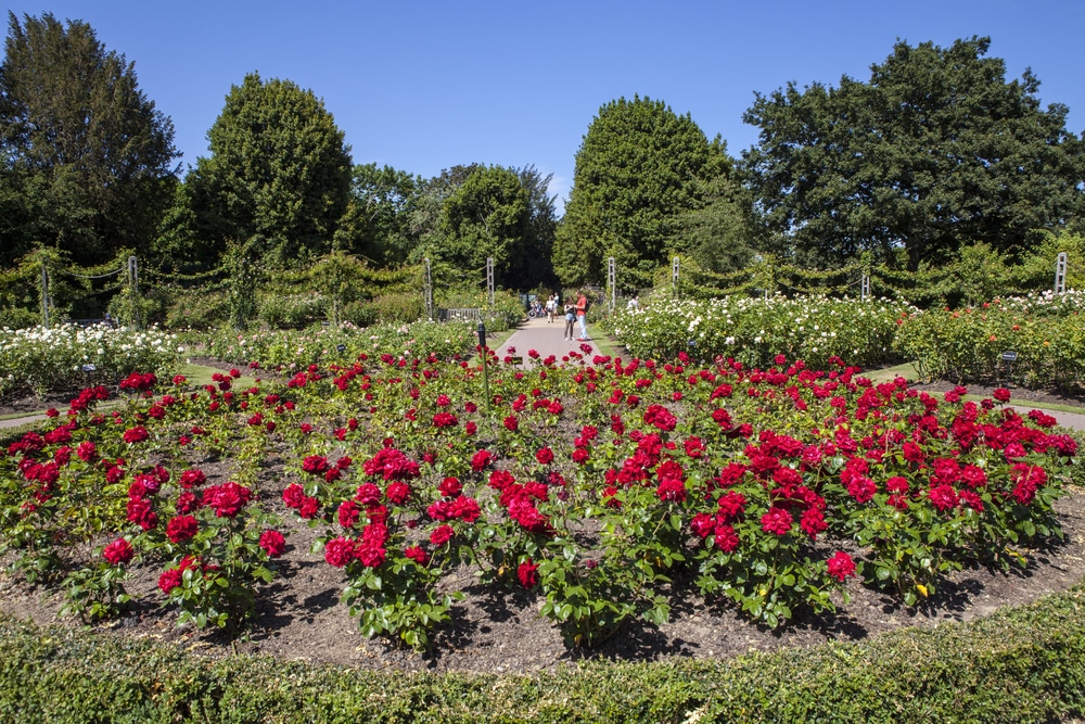 Regents Park London Queen Mary's Gardens